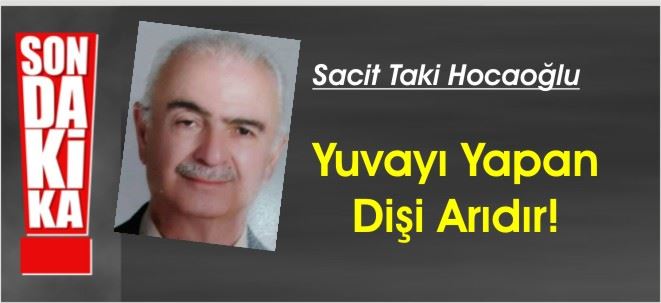 Yuvayı Dişi Arı Yapar!