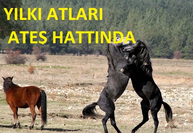 TOROSLARIN YILKILARI ATEŞTE KAYBOLUYOR!