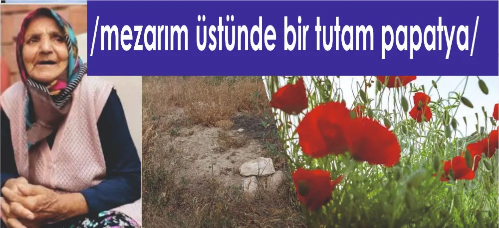 /MEZARIM ÜSTÜNDE BİR TUTAM PAPATYA/