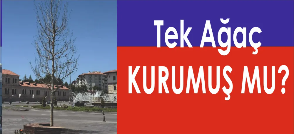 TEK AĞAÇ!