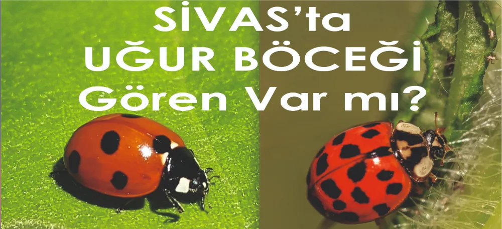 NEDEN KAYBOLDULAR?