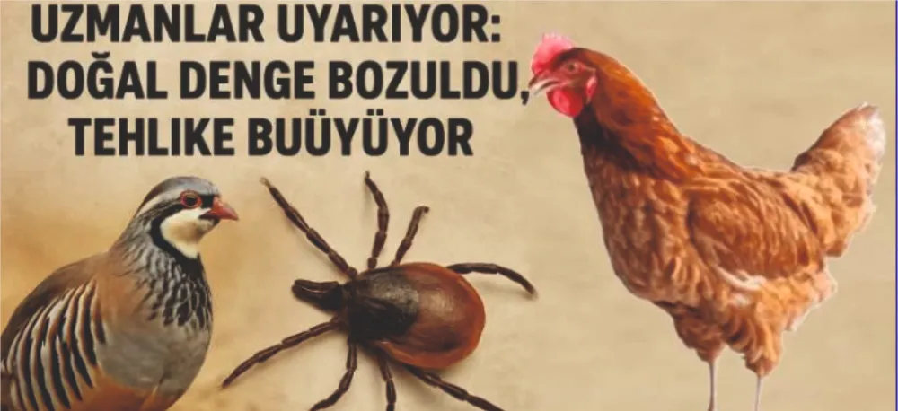 SİVAS