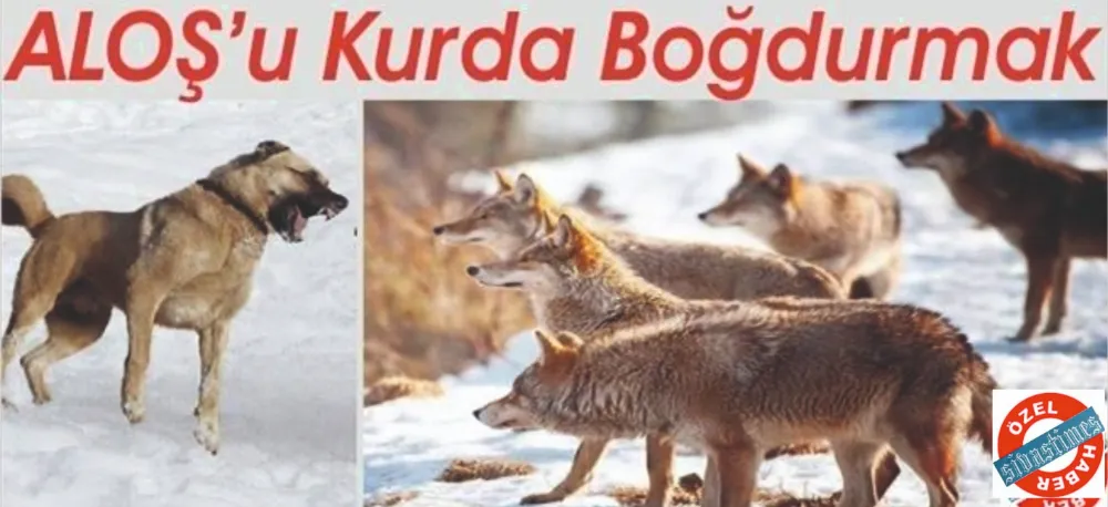 ALOŞ´u KURDA Boğdurmak